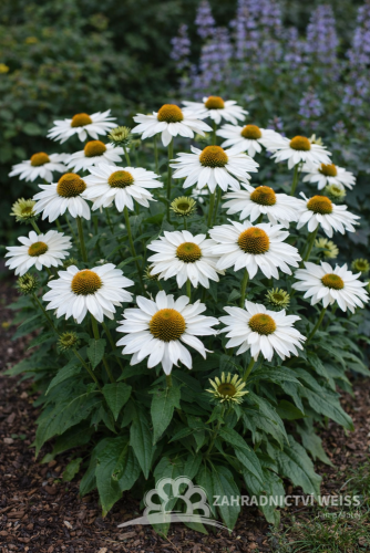 ECHINACEA PURP. PRAIRIE SPLENDOR COMPACT WHITE