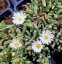 DELOSPERMA HYBRIDA GRAAF REINET