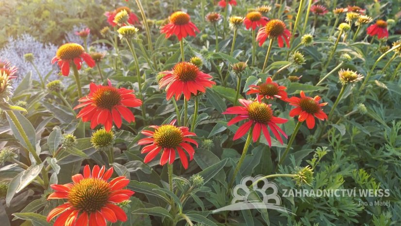 ECHINACEA LAKOTA ORANGE