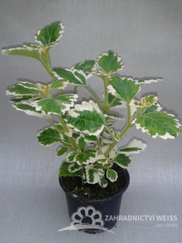 PLECTRANTHUS - MOLICE