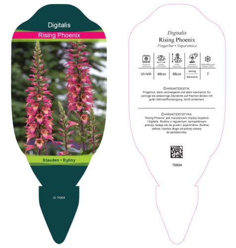 NÁPRSTNÍK - DIGITALIS RISING PHOENIX