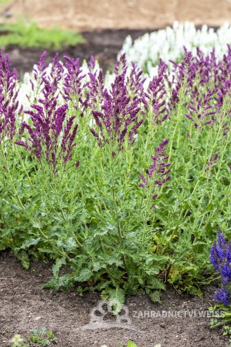 ŠALVĚJ HAJNÍ - SALVIA NEMOROSA SCHWELLENBURG