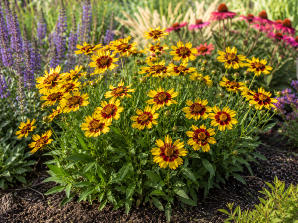 COREOPSIS GRANDIFLORA UPTICK YELLOW & RED