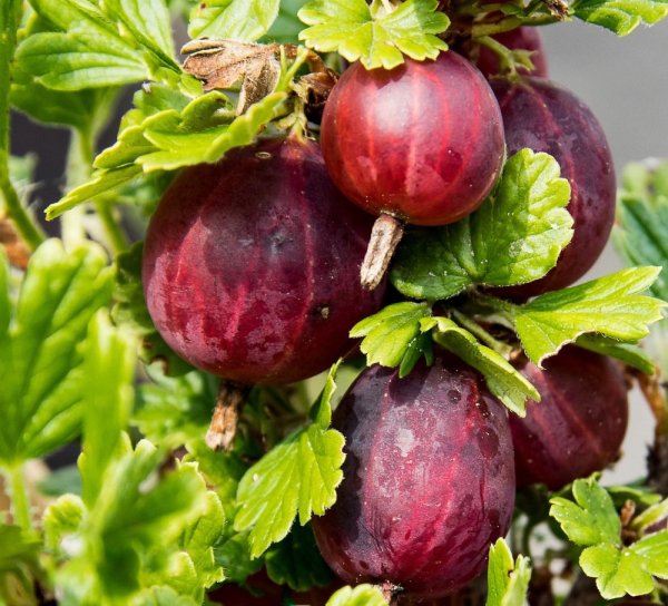 ANGREŠT ČERVENÝ STROMKOVÝ - SPINE FREE