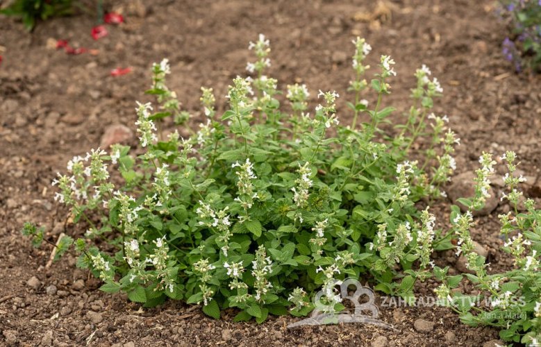ŠANTA KOČÍČÍ BÍLÁ - NEPETA SNOWFLAKE