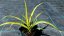 JUKA - YUCCA FILAMENTOSA COLOR GUARD