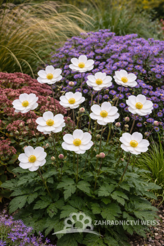 SASANKA - ANEMONE x HYBRIDA ANDREA ATKINSON