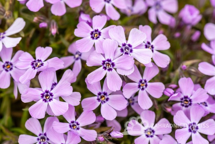FLOX SKALKOVÝ - PHLOX SUBULATA BENITA