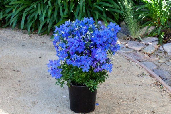 DELPHINIUM GRANDIFLORUM HUNKY DORY BLUE