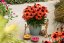 ECHINACEA SUNMAGIC VINTAGE ORANGE