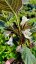 WEIGELA FLORIDA „BLACK AND WHITE“