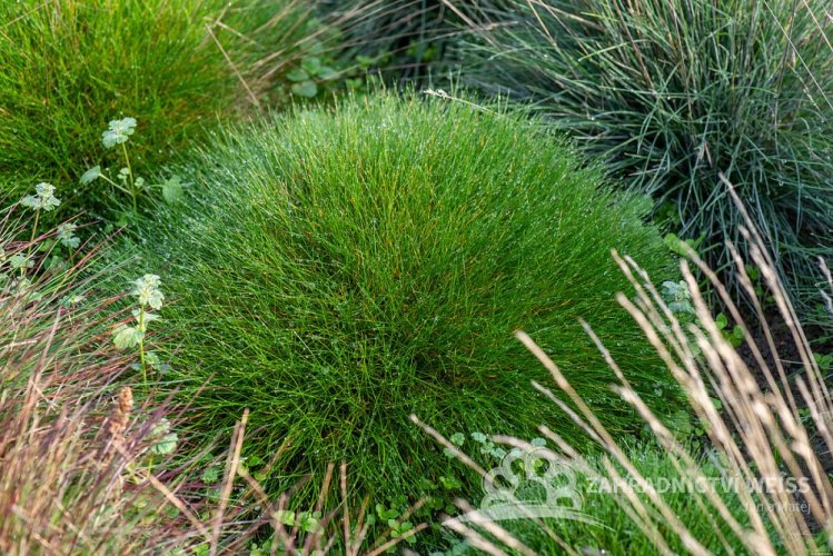 KOSTŘAVA METLOVITÁ  - FESTUCA GAUTIERI PIC CARLIT