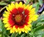 KOKARDA GAILLARDIA SUNRITA YELLOW RED RING