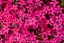 PHLOX SUBULATA - SCARLET FLAME