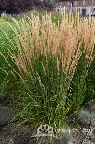 CALAMAGROSTIS x ACUTIFLORA KARL FOESTER