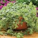 APTENIA CORDIFOLIA - KOSMATEC - MEZOO