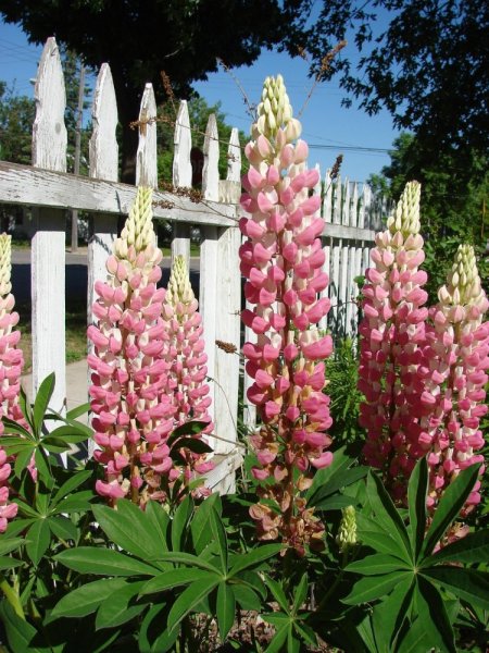 LUPINA - LUPINUS POLYPHYLLUS - LUPINI PINK SHADES