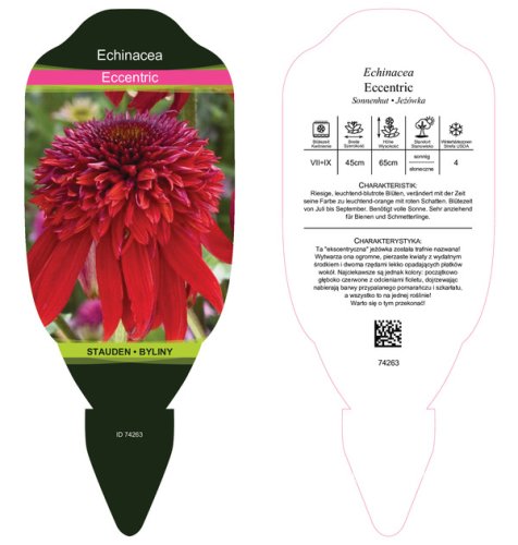 TŘAPATKA NACHOVÁ -  ECHINACEA "ECCENTRIC"