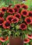 KOKARDA – GAILLARDIA AR. SPINTOP RED