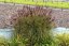 MISCANTHUS SINENSIS RED CHIEF