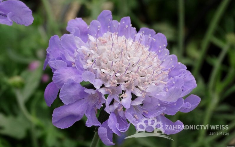 HLAVÁČ - SCABIOSA MARIPOSA BLUE