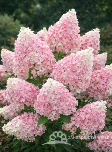 HORTENZIE LATNATÁ - HYDRANGEA VANILLE FRAISE