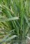 PROSO PRUTNATÉ –  PANICUM VIRGATUM BLUE FOUNTAIN