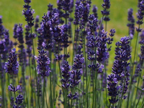 LEVANDULE DARK HIDCOTE
