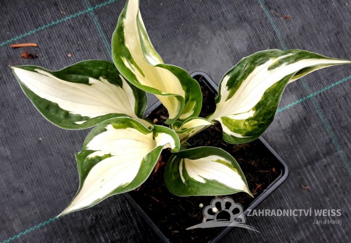 HOSTA - "FIRE & ICE"
