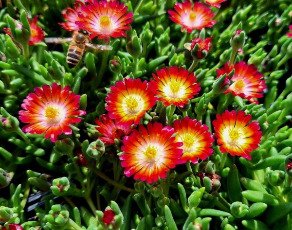 DELOSPERMA -  COOPERI JEWEL OF DESERT GRENADE
