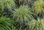 CAREX OSHIMENSIS MOONLIGHT