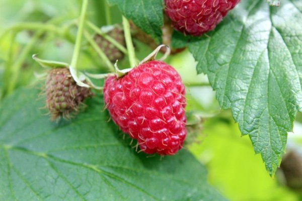MALINA JEDNOU PLODÍCÍ - RUBUS IDAEUS TULAMEEN