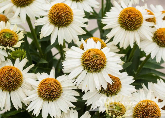ECHINACEA MEDITATION WHITE