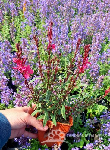 GAURA LINDHEIMERI DARK PINK
