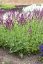 ŠALVĚJ HAJNÍ - SALVIA NEMOROSA SCHWELLENBURG