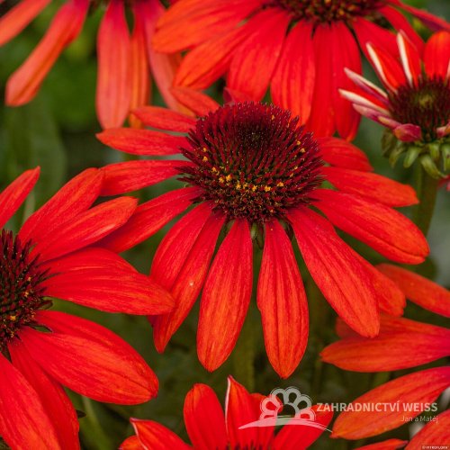ECHINACEA RED PEARL