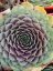 NETŘESK – SEMPERVIVUM BIG SAM PURPLE QUARTZ