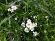 ŘEBŘÍČEK BERTRÁM - "ACHILLEA PTARMICA THE PEARL"