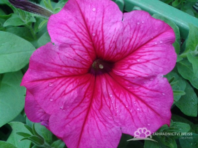 SURFINIE- PŘEVISLÁ PETUNIE - RŮŽOVÁ - HOT PINK