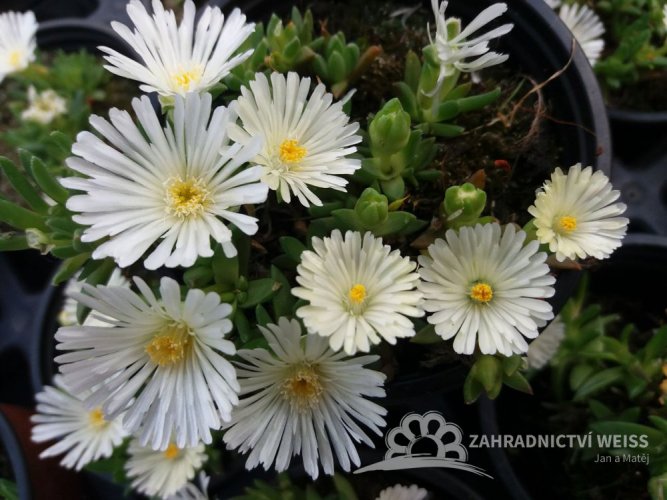 SADA 4 BAREV DELOSPERMA