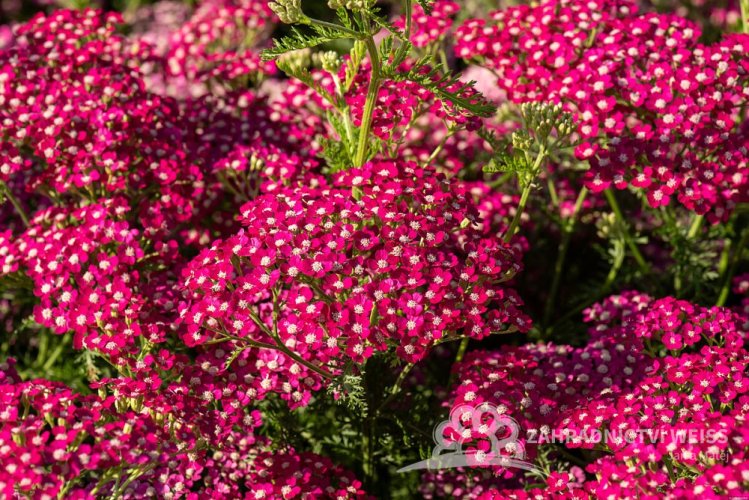 ACHILLEA SUMMERWINE