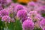 OKRASNÝ ČESNEK - ALLIUM HYBRIDA SERENDIPITY