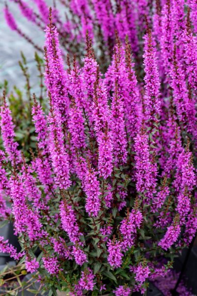 KYPREJ - LYTHRUM HYBR. LUMINARA LILAC