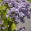 ŠEŘÍK OBECNÝ - SYRINGA VULGARIS AUCUBAEFOLIA