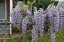 VISTÁRIE ČÍNSKÁ - WISTERIA SINENSIS
