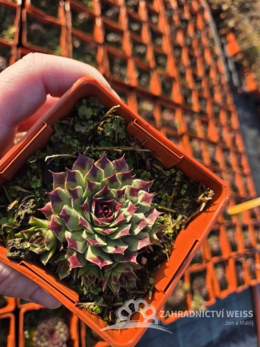NETŘESK – SEMPERVIVUM MINT MARVEL