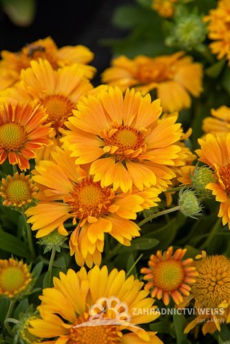 KOKARDA – GAILLARDIA  ARISTATA SPINTOP MANGO