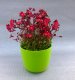 SAXIFRAGA ČERVENÁ - LOMIKÁMEN