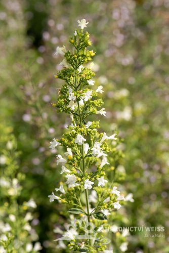 MARULKA BÍLÁ - CALAMINTHA WHITE CLOUD
