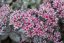 SEDUM HYB. RED SPARKLE